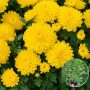 Хризантема Kira Yellow 3 л