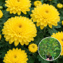 Хризантема Kumo Yellow 3 л