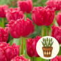 Тюльпан La Mour в горшке 3 шт