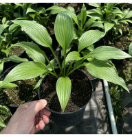 Хоста Lancifolia 0,5 л