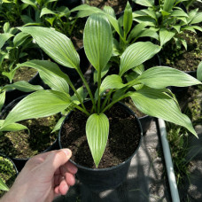 Хоста Lancifolia 0,5 л Хоста Lancifolia 0,5 л