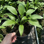Хоста Lancifolia 0,5 л
