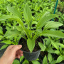 Хоста Lancifolia 0,5 л