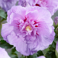 Гібіскус сирійський махровий Lavender 5 л
