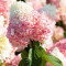 Гортензия Laving Strawberry Blossom 2 л