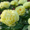 Півонія Lemon Chiffon(Лемон Шифон)