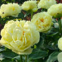 Півонія Lemon Chiffon(Лемон Шифон)