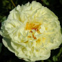 Півонія Lemon Chiffon(Лемон Шифон)
