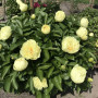 Півонія Lemon Chiffon(Лемон Шифон)