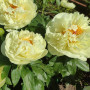 Півонія Lemon Chiffon(Лемон Шифон)