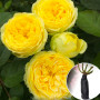 Роза штамбовая Lemon Pompon (Лимон Помпон)