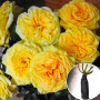 Роза штамбовая Lemon Pompon (Лимон Помпон)