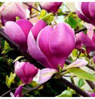 Магнолия 5-ти летняя Lennei в горшке