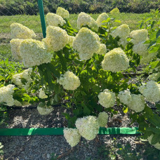 Гортензия Limelight 1,5 л Гортензия Limelight 1,5 л