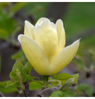 Магнолія привита 3-х річна Lois (Лоіс) в горщику