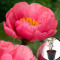 Півонія Lovely Rose (Лавлі Роуз) 
