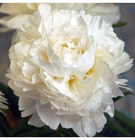 Півонія Madame Claude Tain