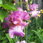 Ірис Mallow Dramatic