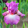 Ірис Mallow Dramatic