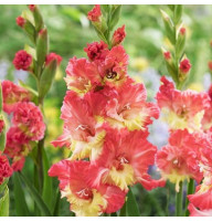 Гладиолус Mango Muse