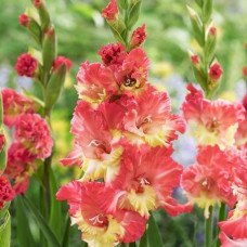 Гладіолус Mango Muse