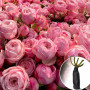Троянда Mansfield Park
