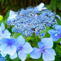 Гортензия Mariesii Hydrangea 1,5 л