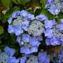 Гортензія Mariesii Hydrangea 1,5 л