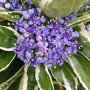 Гортензия Mariesii Hydrangea 1,5 л