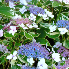 Гортензія Mariesii Hydrangea 1,5 л