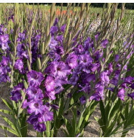 Гладиолус Mauve Muse