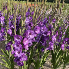 Гладіолус Mauve Muse