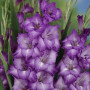 Гладіолус Mauve Muse