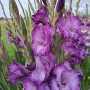 Гладіолус Mauve Muse