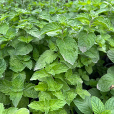 М'ята Rotundifolia (Яблучна) в горщику 2 л