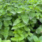 М'ята Rotundifolia (Яблучна) в горщику 2 л