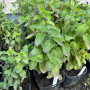 М'ята перцева Spearmint (Жуйка) в горщику 2 л