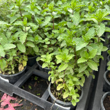 М'ята перцева Spearmint (Жуйка) в горщику 2 л