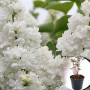 Бузок в горщику Mme Lemoine 0,5 л
