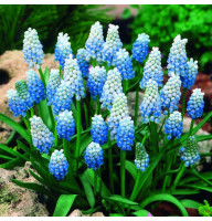 Мускарі Peppermint