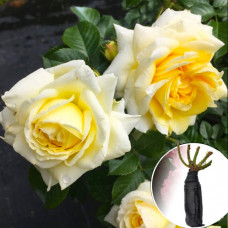Троянда Nadia Meillandecor
