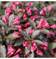 Вейгела Naomi Campbell 1,5 л