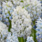 Мускарі Natures Beauty 8/9