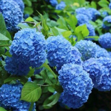 Гортензия Nikko Blue 3 л Гортензия Nikko Blue 3 л