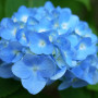 Гортензия Nikko Blue 3 л