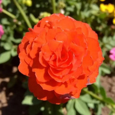 Бегонія Non Stop Gold Orange