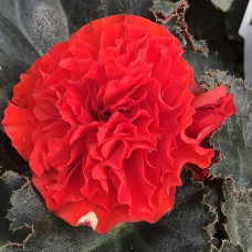 Бегонія Non Stop Scarlet