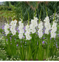 Гладиолус Nova Zembla