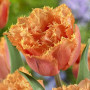 Тюльпани Orange Passion (Помаранчева пристрасть)
