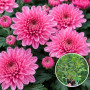 Хризантема Paris Pink 3 л